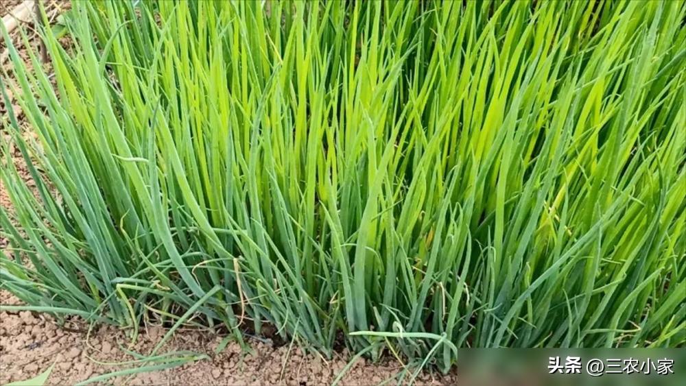 小葱做菜大全_家庭日常小葱怎么做_小葱的家常做法